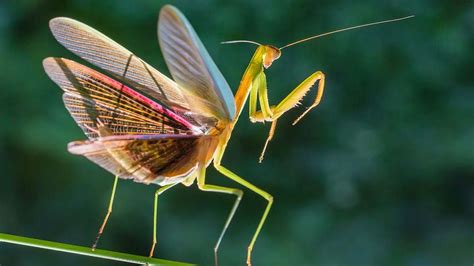 Yes, Female Praying Mantises Do Eat Their Mates | HowStuffWorks