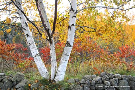 2012-Paper Birch-Betula papyrifera-fall colour | Janet Davis Explores ...