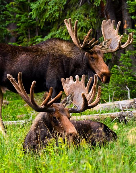 Moose in the Forest Photograph by Bryce Bradford - Fine Art America