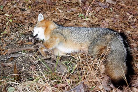 Fur Trapping Comeback | Great Days Outdoors