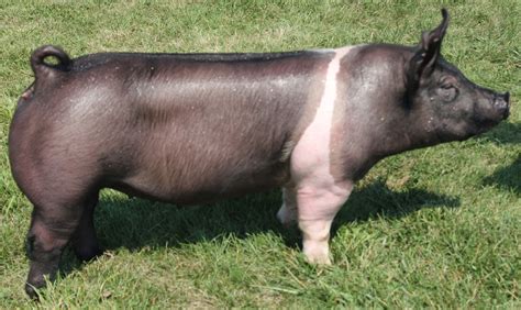 NSR Fieldview: Updated National Barrow Show® Hog College Entries