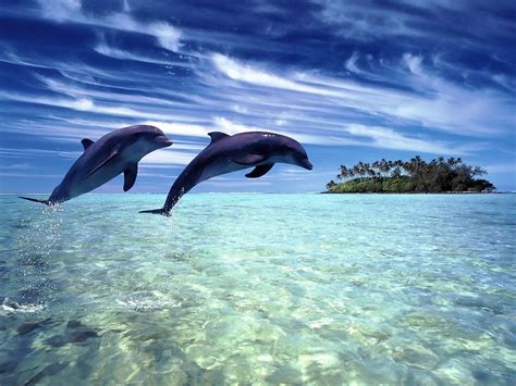 Free Dolphin Wallpapers For Desktop - Wallpaper Cave