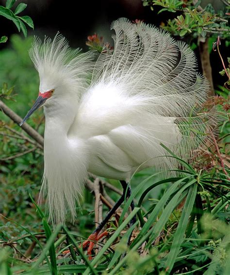 Snowy Egret In Breeding Plumage Photograph by Millard H. Sharp - Fine Art America