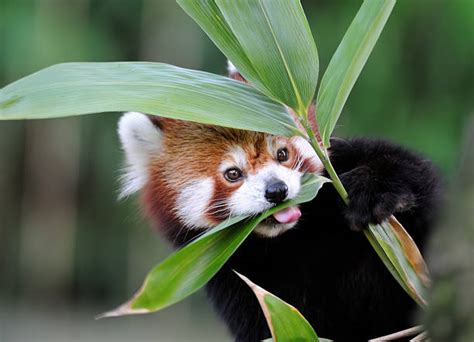 Red Panda Eating Gif