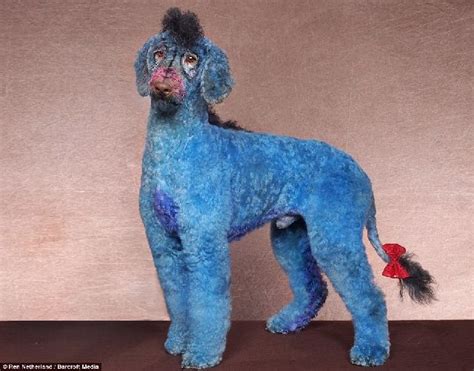 This poodle has been groomed into Eeyore Poodle Grooming, Cat Grooming, Extreme Pets, Creative ...