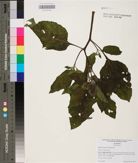 Heliotropium indicum - Species Page - APA: Alabama Plant Atlas