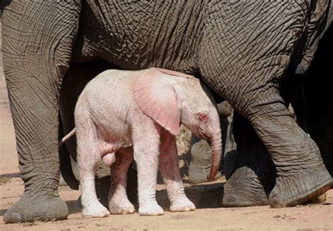 Rare Baby Albino Elephant Spotted by Tourists in Kruger National Park