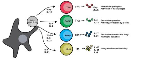 MicroRNA regulation of helper T cell differentiation and immune ...