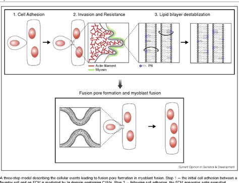 Mechanisms of myoblast fusion during muscle development. | Semantic Scholar