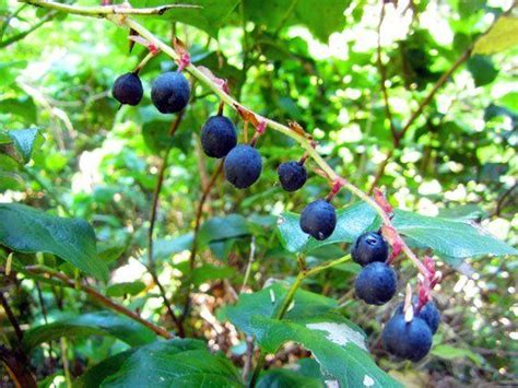 Seasonal Spotlight: Salal Berries | Salal, Edible wild plants, Berries