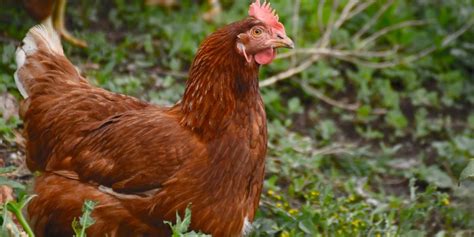 Avian Pox Symptoms & Prevention - Organic Chicken Feed