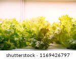 Growing Vegetable Free Stock Photo - Public Domain Pictures