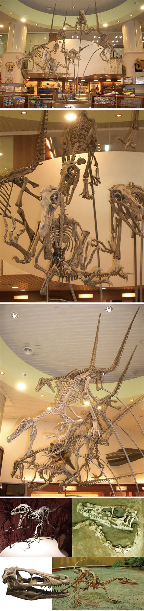 The Velociraptor Fossils by sculptor101 on deviantART | Velociraptor, Fossils, Sculptures