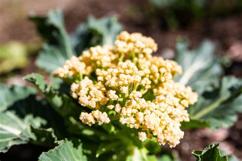 Growing Cauliflower: Planting & Care Tips | Kellogg Garden Organics™