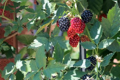 Bokbunja (Korean Blackberry) - Carving A Journey