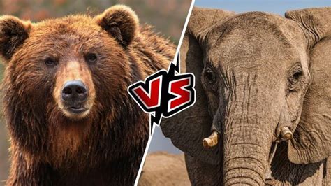 Majestic Battle: Bear vs Elephant