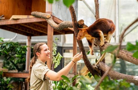 Meet Kofi, a Goodfellow’s tree kangaroo at Sydney Zoo