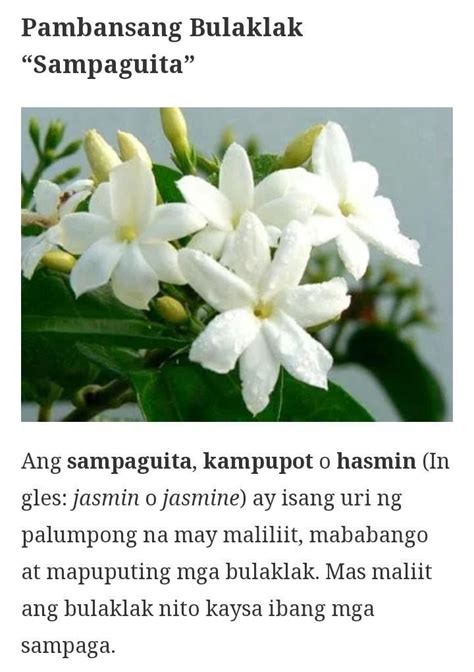 Pambansang Bulaklak Ng Pilipinas