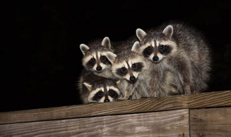 The Best Ways to Repel Raccoons | ABC Humane Wildlife Control and Prevention