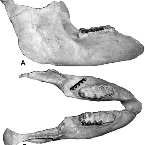 Stegomastodon primitivus , NMMNH 57406, lower jaw with right and left ...