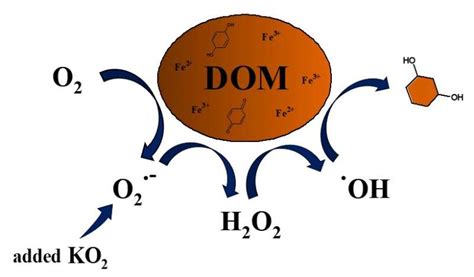 Superoxide produces hydroxyl radicals that break down dissolved organic ...