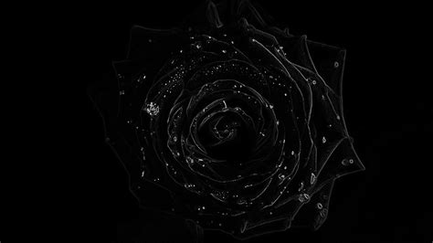 Dark Rose 4k Wallpapers - Wallpaper Cave