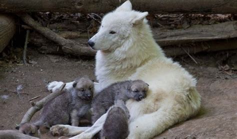 White Wolf : Watch: Adorable Arctic Wolf Pups Will Totally Make Your Day