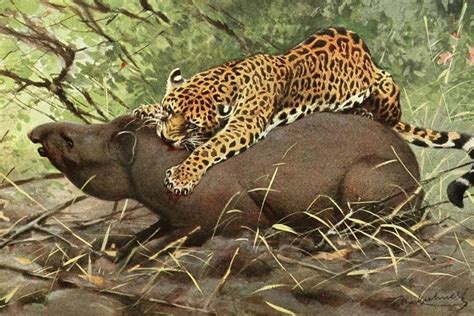 Life and death and the jaguars of the mind (commentary)