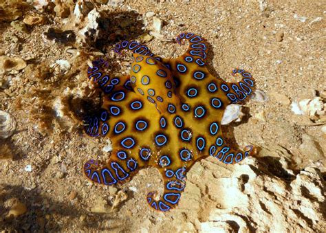 Blue-Ringed Octopus Facts, Habitat, Life Cycle, Venom, Pictures