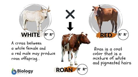 Codominance Examples In Animals