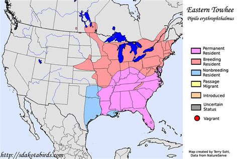 Eastern Towhee vs. Spotted Towhee | Badgerland Birding