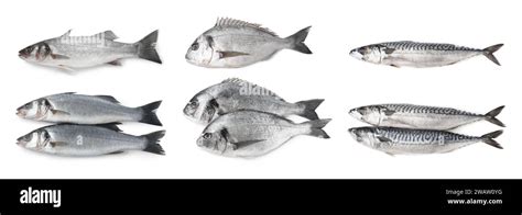 Different types of raw fish isolated on white, set Stock Photo - Alamy