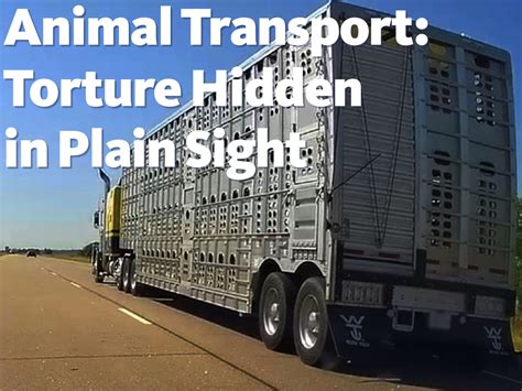 Animal Transport: Torture Hidden in Plain Sight - Animal Outlook