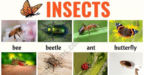 Scientific Names Of Insects