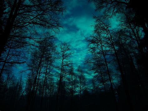 Forest at night Forest Art, Dark Forest, Beautiful Images, Creepy Woods, Sky Gazing, Dark ...