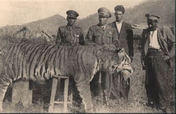 Love for Living Animals: Can the Extinct Caspian Tiger be Brought Back ...