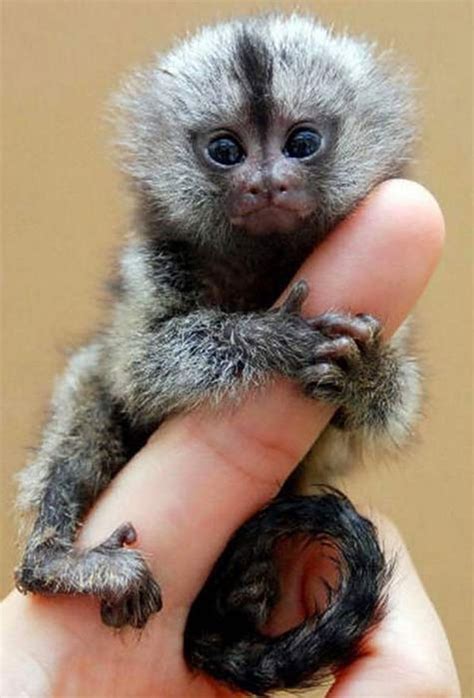 Finger Monkey Pet For Sale Australia - Petspare