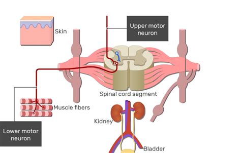 Spinal Cord Gray Matter Anatomy & Functions | GetBodySmart