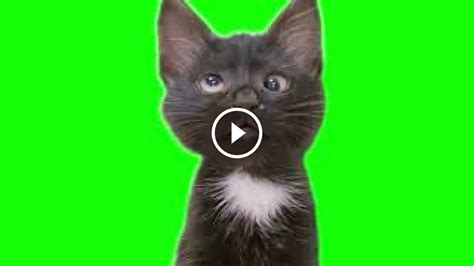 Cat Agh Agh Meme Green Screen - Video Download MP4