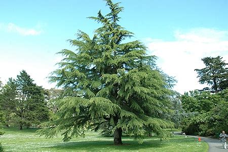 9 Types of Cedar Trees & Their Uses [Identification Guide] - Worst Room