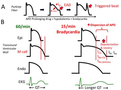 eadmechs.png? | | Medical mnemonics, Cardiac nursing, Pharmacology