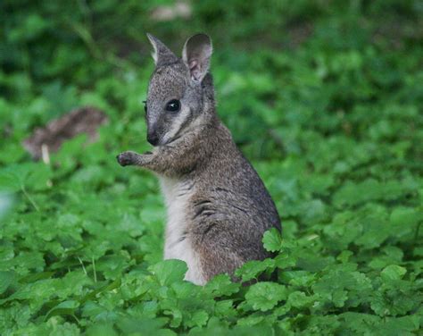 Baby Wallaby | somesai | Flickr