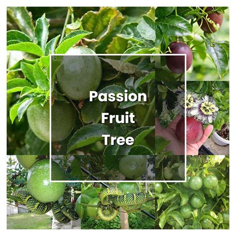 How to Grow Passion Fruit Tree - Plant Care & Tips | NorwichGardener