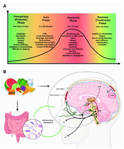 Migraine's phases and the factors assumed to be involved in its ...