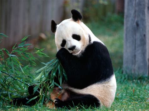 giant pandas eating bamboo pandas is an open source, BSD-licensed library providing high-performance