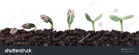 Sunflower Seed Germination Different Stages Isolated On White Stock ...