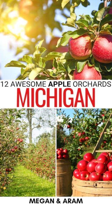 11 Best Apple Orchards in Michigan (for Fall Apple Picking!)