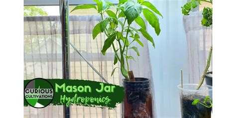 Mason Jar Kratky - Mason Jar Hydroponics | Curious Cultivations