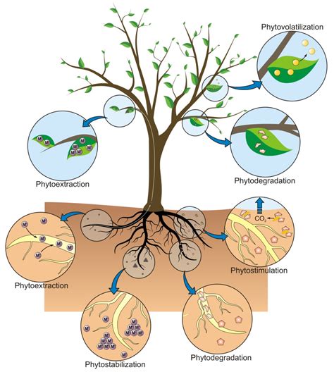 Phytoremediation of Soils Contaminated with Metals and Metalloids at Mining Areas: Potential of ...