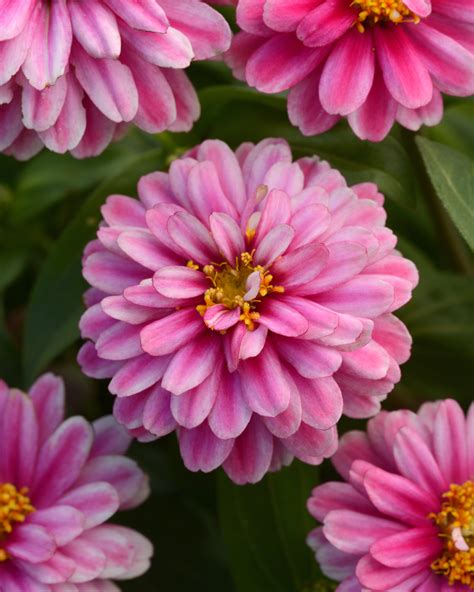 Zinnia Zahara Double Raspberry Ripple 6 pk - Waytogrowgreenhouses